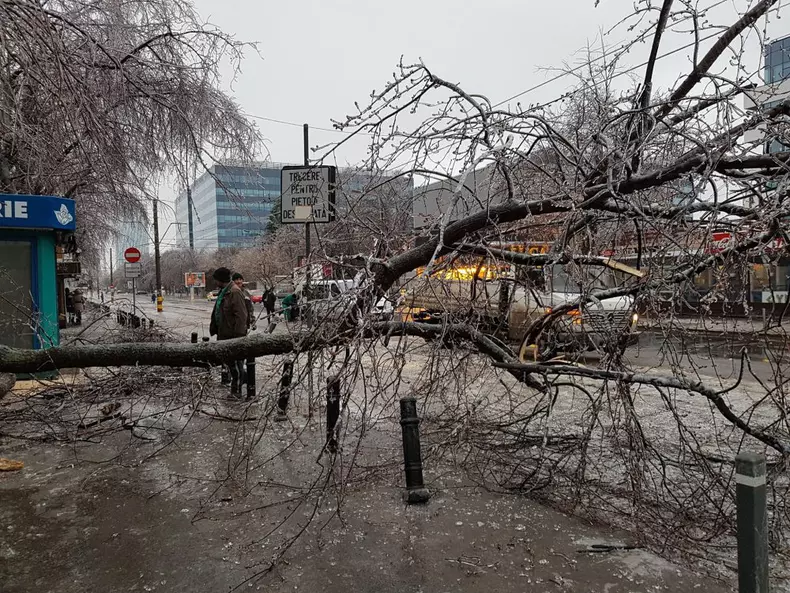 Vremea face ravagii: Zeci de copaci doborâţi de vânt în Bucureşti
