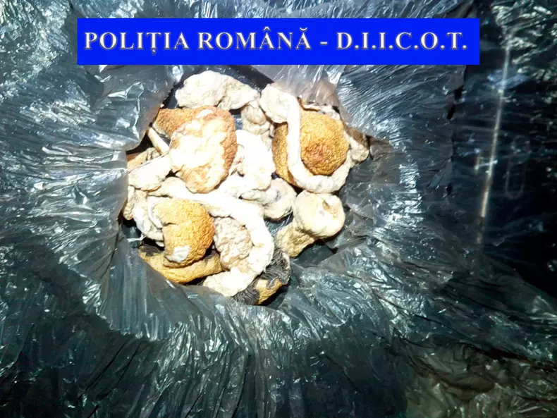 droguri plesu 12