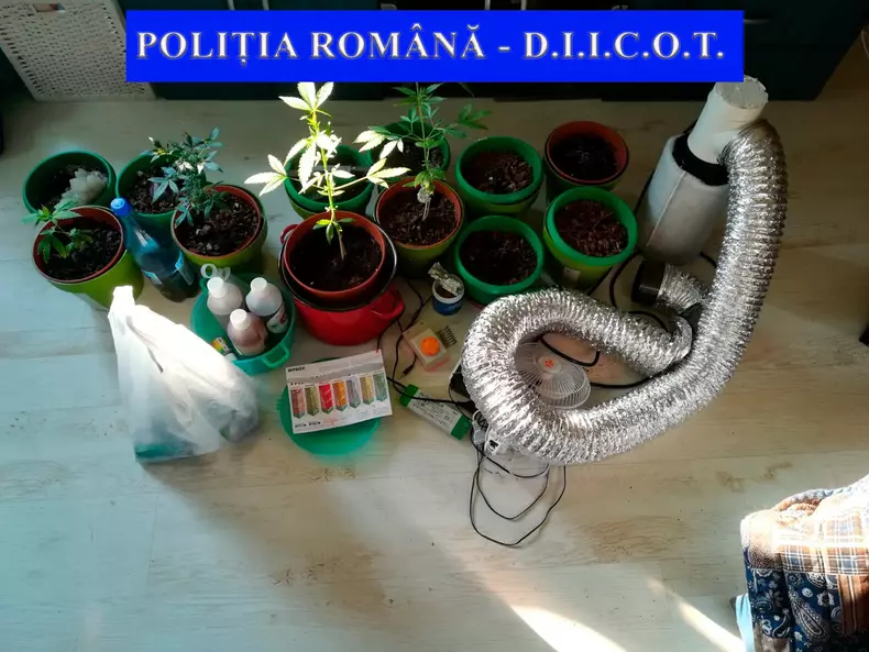 droguri plesu 7