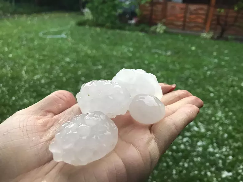 grindina-BN-ou porumbel