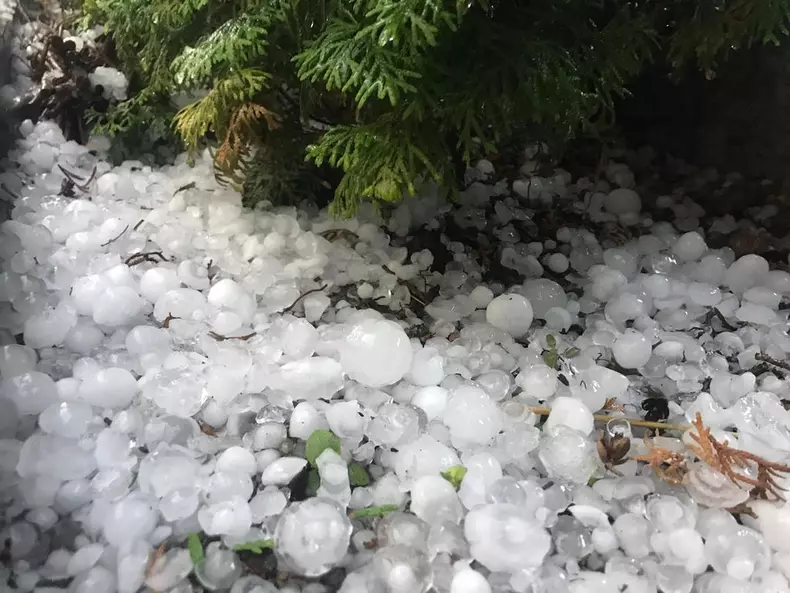 grindina-BN-ou porumbel2