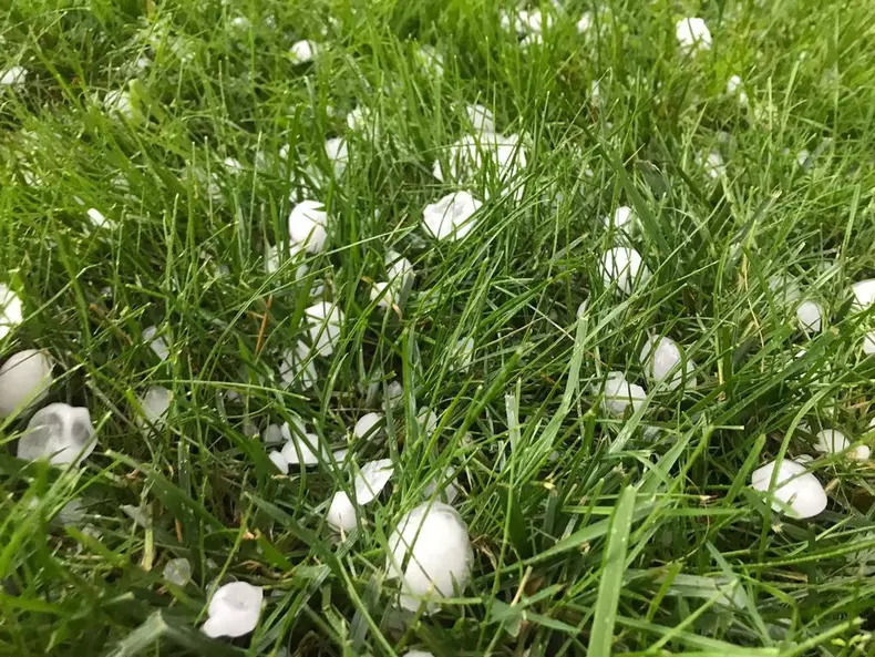 grindina-BN-ou porumbel3