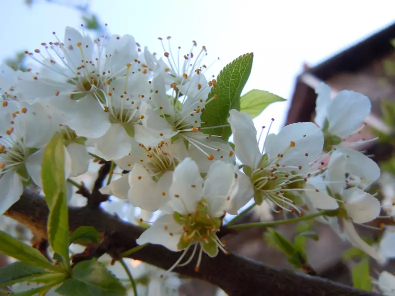 Prune - beneficii - flori de prun