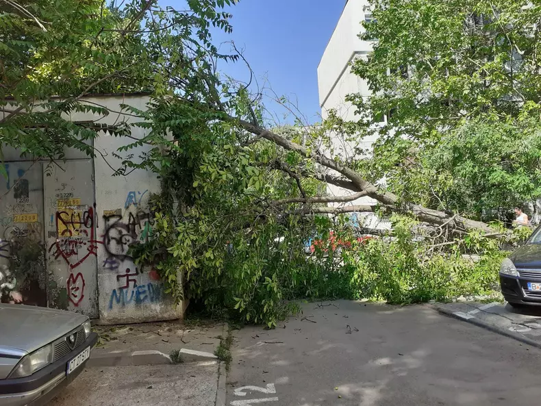 copac-cazut-sector-4