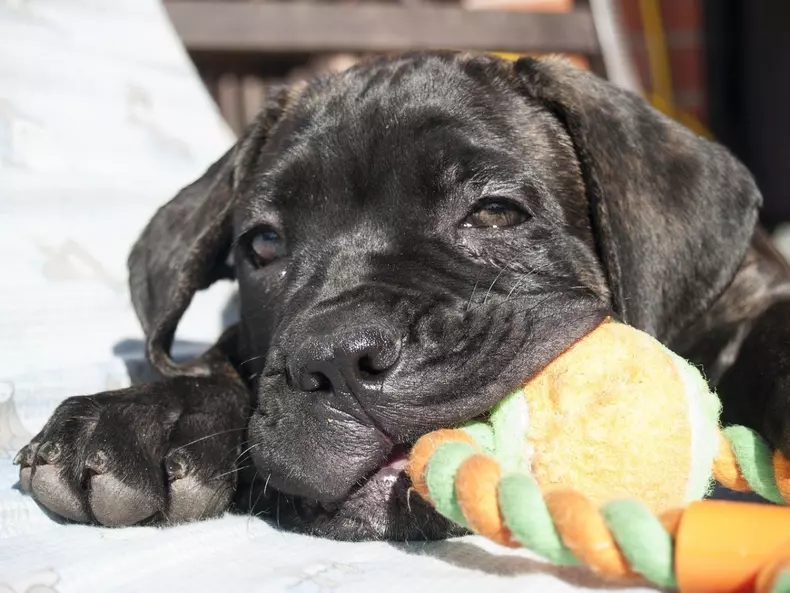 cane-corso-rase-caini