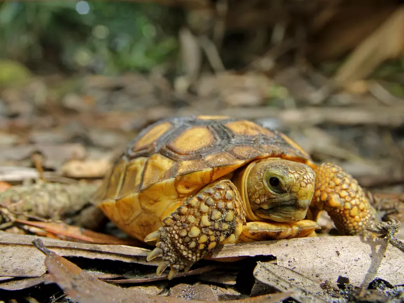 shutterstock_71244091