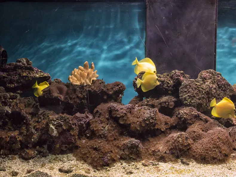 Yellow,Tang,Fish,Swimming,In,An,Aquarium,At,Danube,Delta