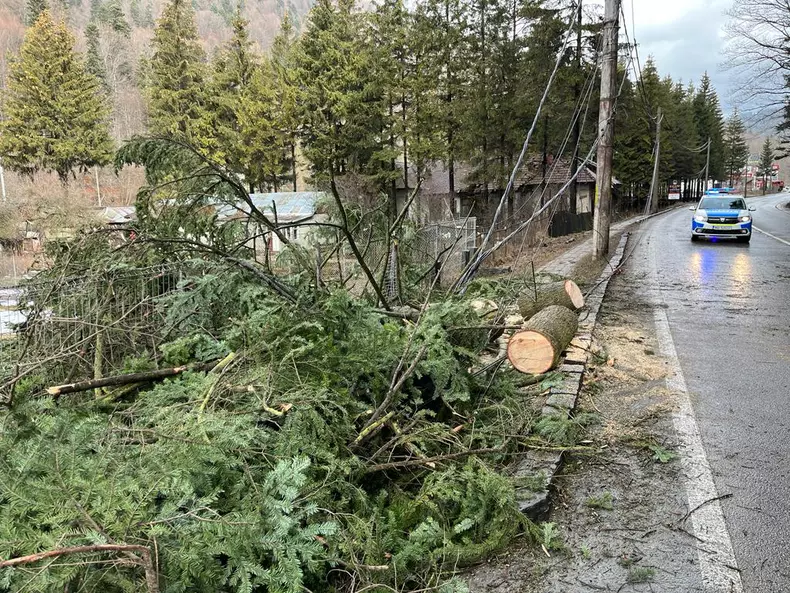 trafic-blocat-valea-prahovei-azuga-copac-cazut-masina-1-4