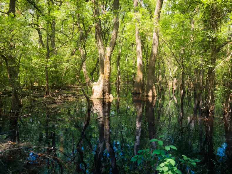 Swamp,In,Letea,Forest,,After,The,Rain,,Danube,Delta,,Romania