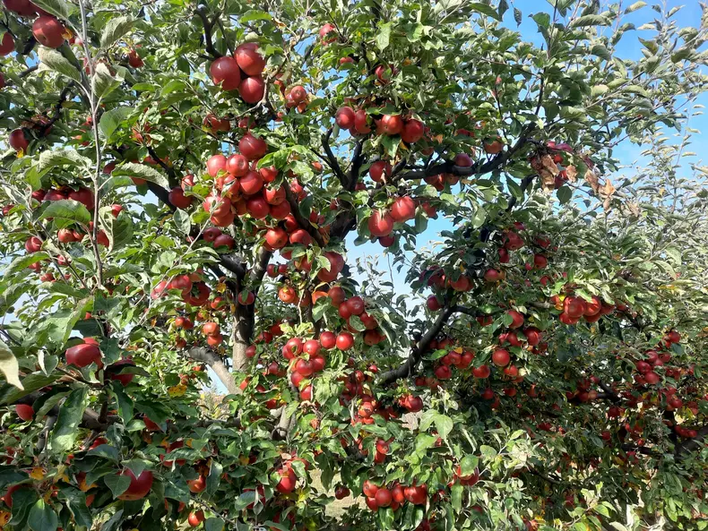 314357296_491822506326058_1001027806991056272_n