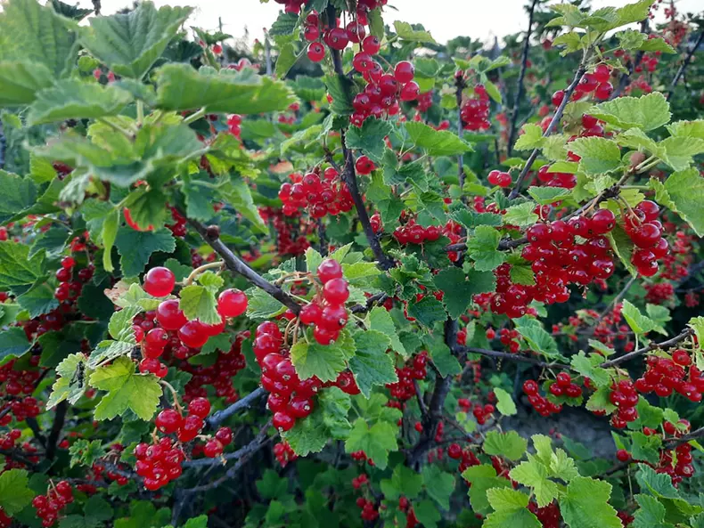 355147951_635644795277161_7805498856496570538_n