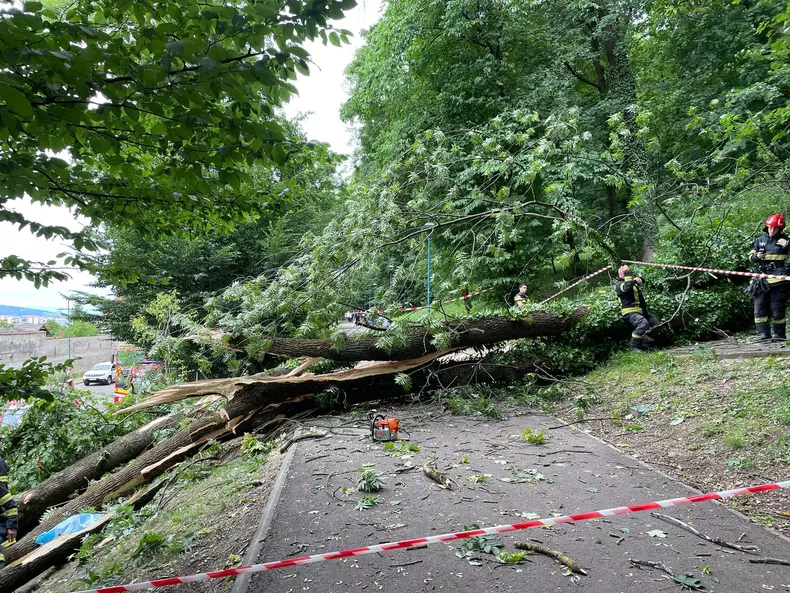 Un tânăr a murit în Brașov după ce un copac a căzut peste el. Primăria spune că nu avea ce face (1)