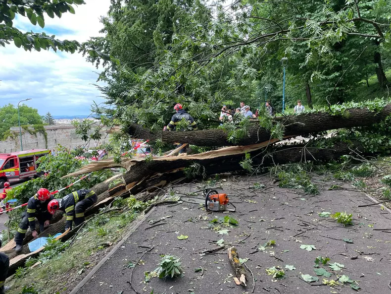 Un tânăr a murit în Brașov după ce un copac a căzut peste el. Primăria spune că nu avea ce face (3)