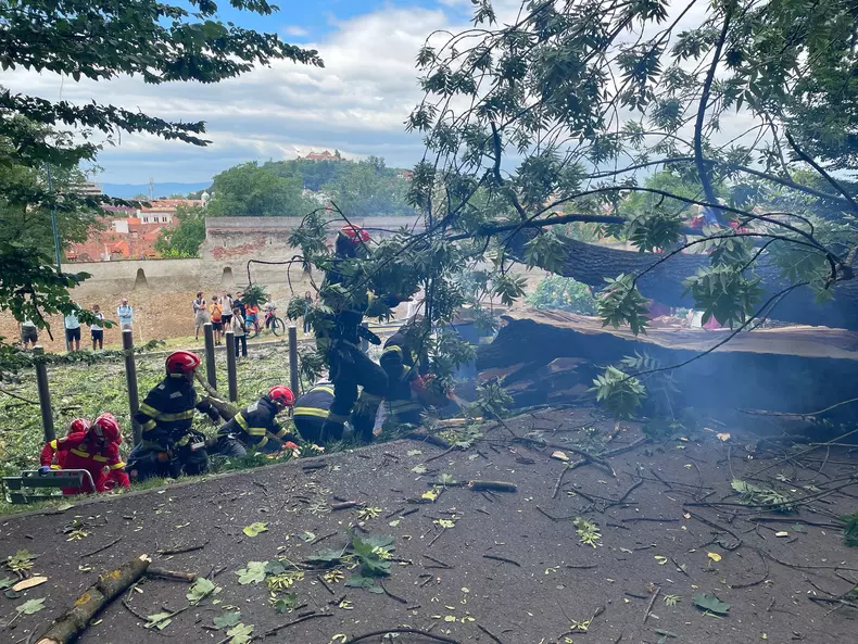 Un tânăr a murit în Brașov după ce un copac a căzut peste el. Primăria spune că nu avea ce face (4)