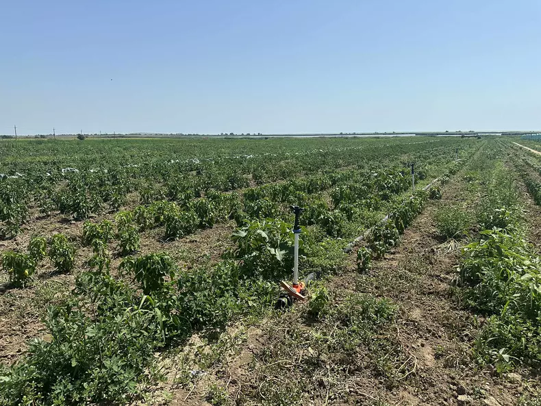 agricultura in delta dunarii (2)