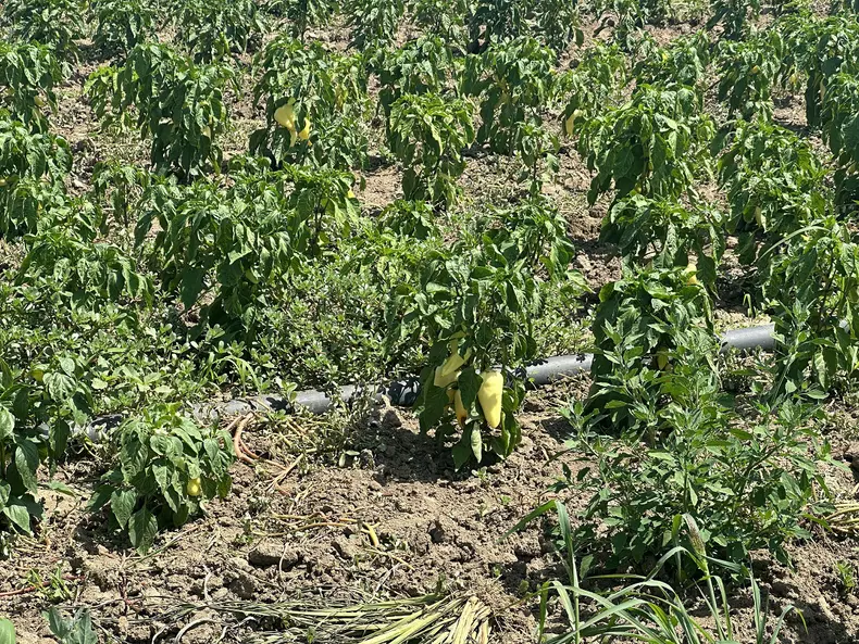 agricultura in delta dunarii (3)
