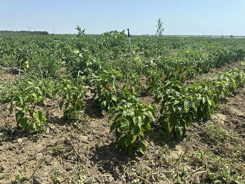 agricultura in delta dunarii (4)