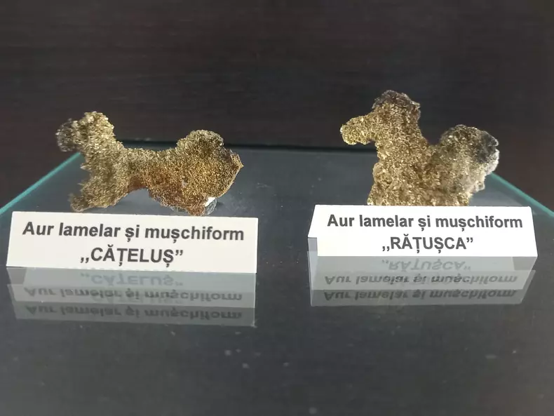 aur catelus si ratusca