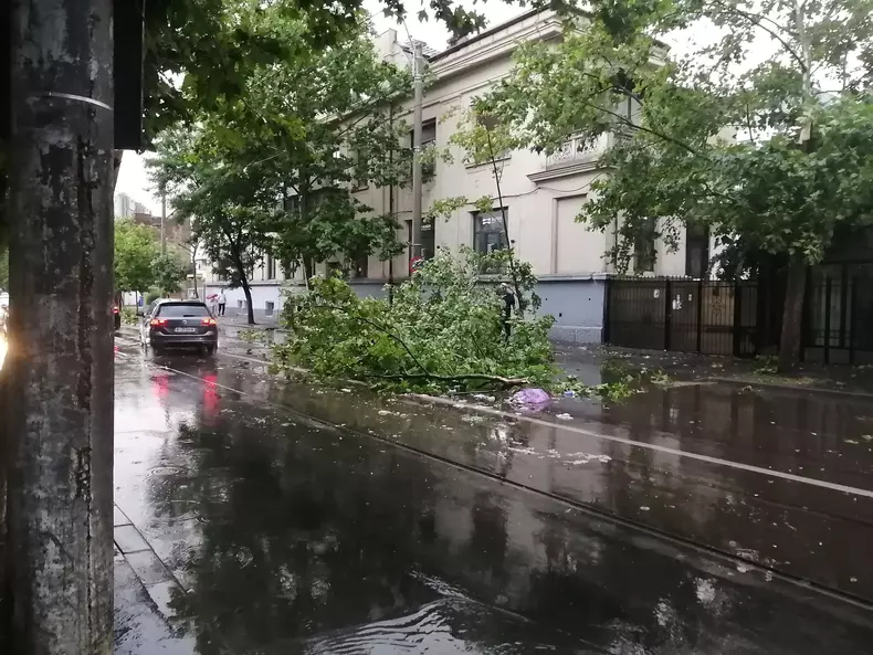 Copac căzut pe Blvd Mărășești în București