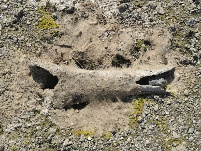Rămășițele unui mamut au fost descoperite în Bulgaria, după ce nivelul Dunării a scăzut (17)