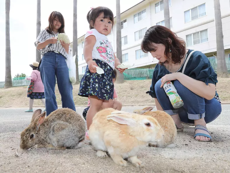 Rabbit Island in Japan