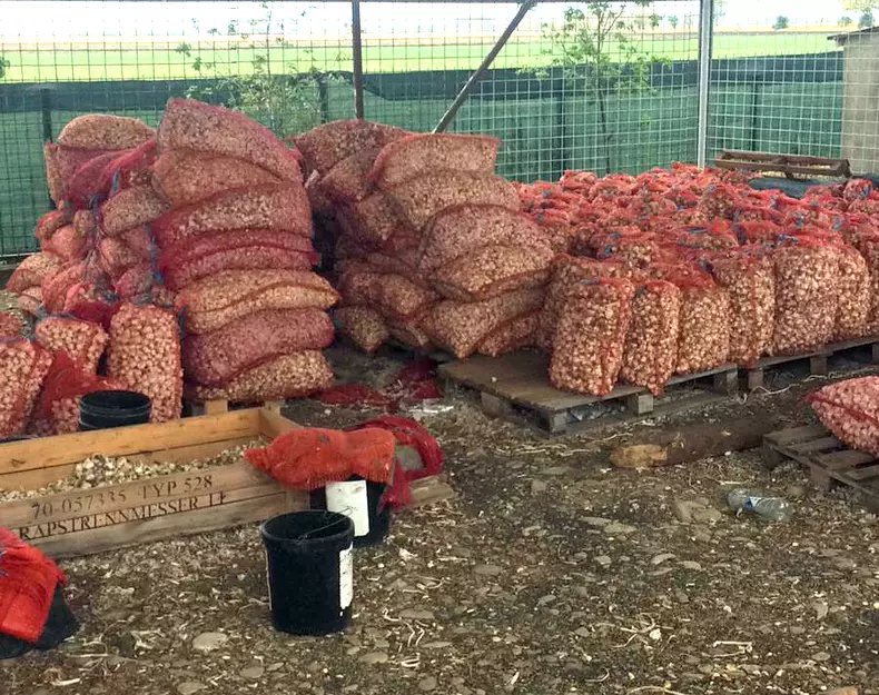 Usturoiul românesc de Râmnicelu