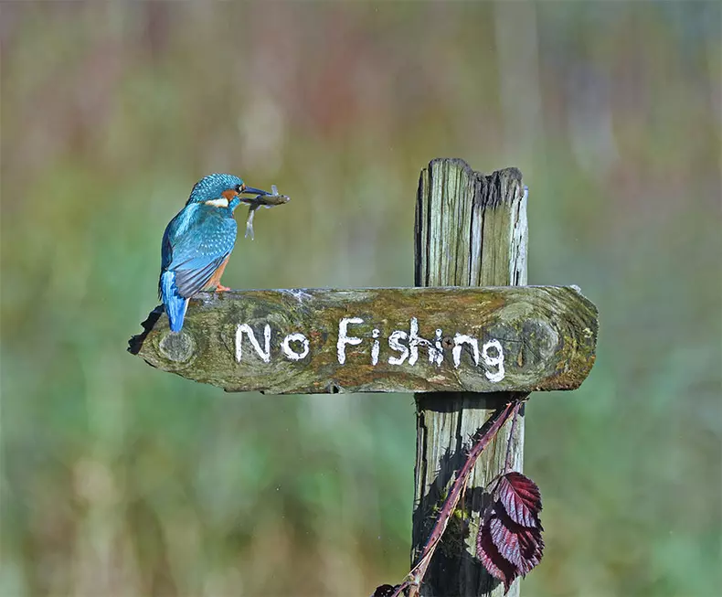 Comedy Wildlife Photography Awards 2020