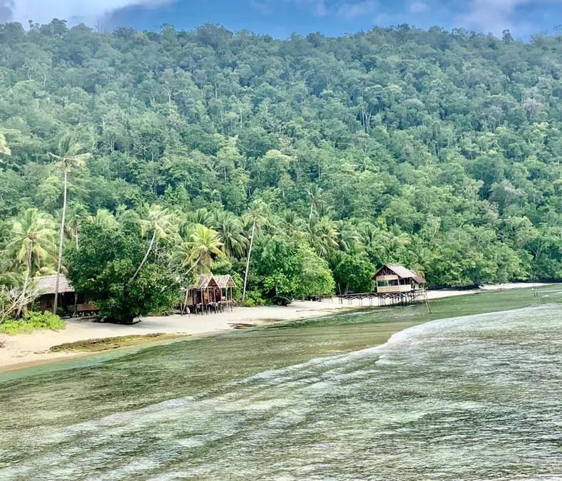 Vegetația abundentă a insulelor indoneziene