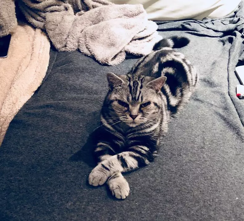 pisica Ioana Voicu, Genie