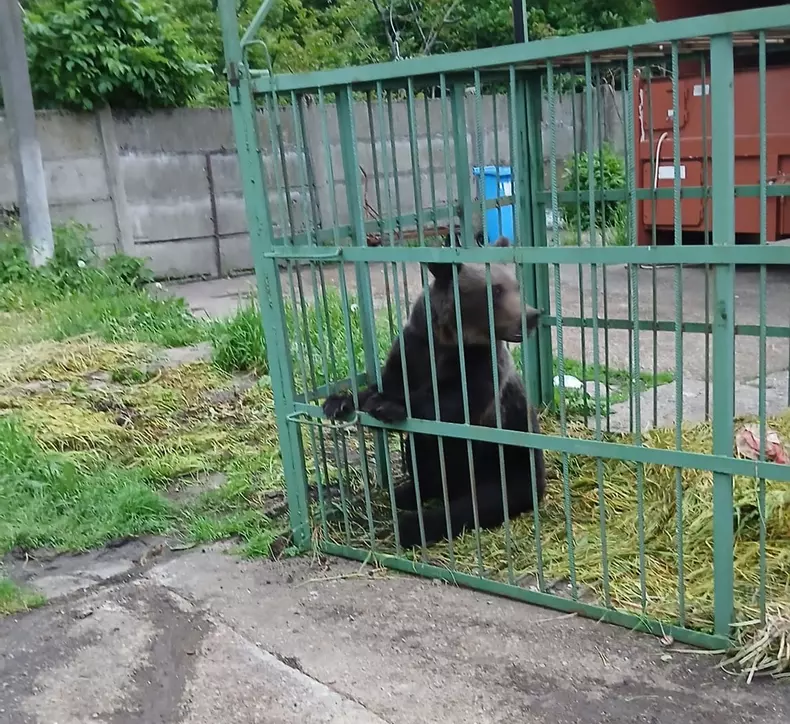 Momentul în care un urs este tranchilizat după ce a fost prins de polițiști într-o cușcă, în Câmpina. Nu se știe unde va fi dus (7)