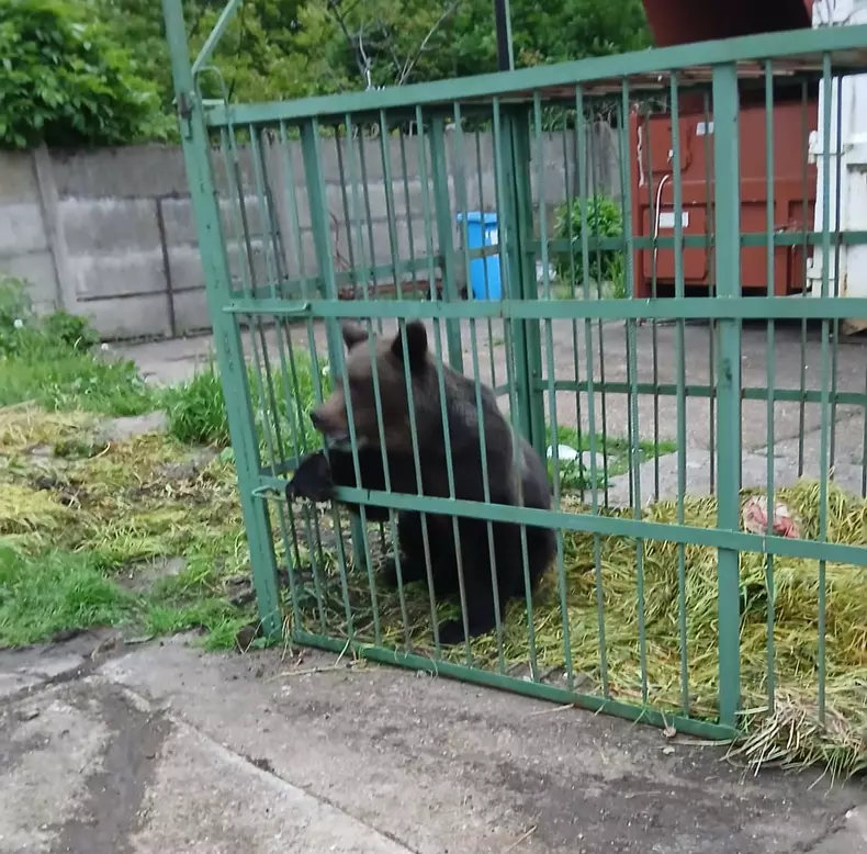 Momentul în care un urs este tranchilizat după ce a fost prins de polițiști într-o cușcă, în Câmpina. Nu se știe unde va fi dus (2)