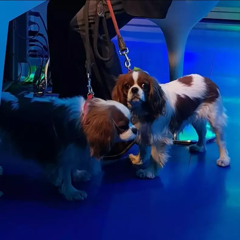 115017618-1fd4fc2d-f44b-4a93-9c81-d508e1d5499a