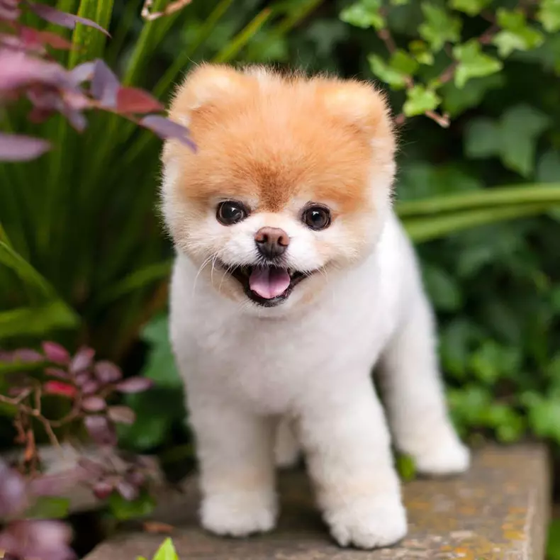 boo1