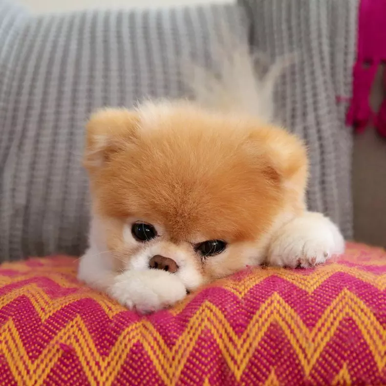 boo3