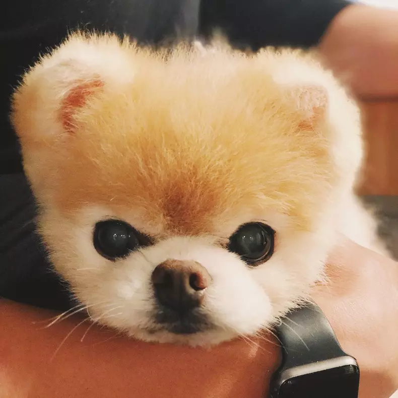 boo7