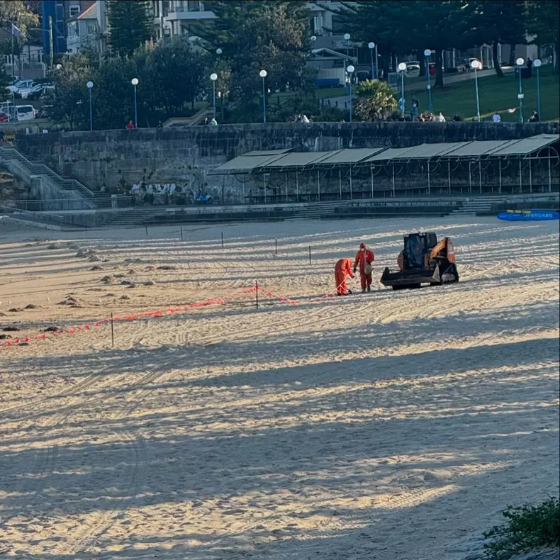 Bile misterioase în Sydney. Foto Facebook Randwick City Council