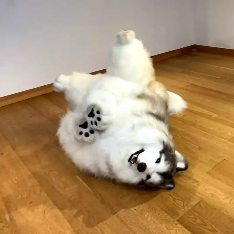 0_VIDEO-Man-forking-out-£12000-to-become-a-dog-opens-ZOO-for-other-humans-to-be-animals