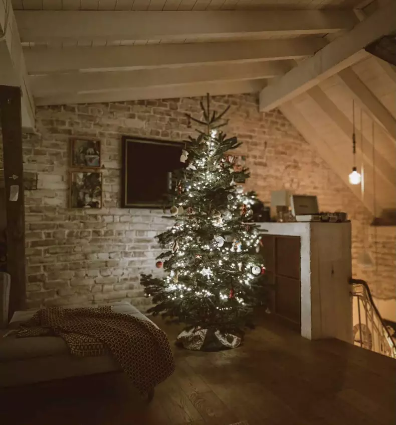 dana rogoz brad de craciun (3)