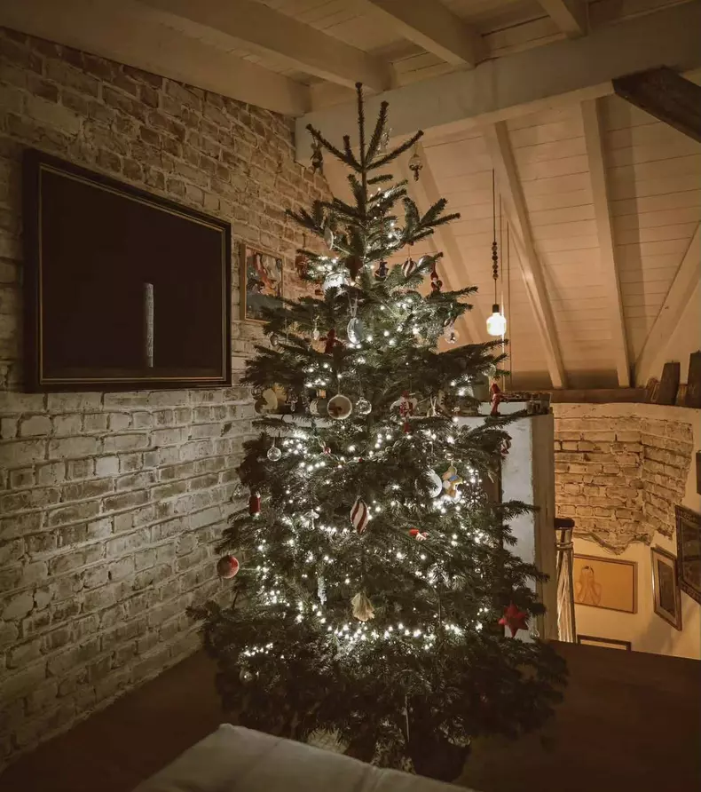 dana rogoz brad de craciun (2)