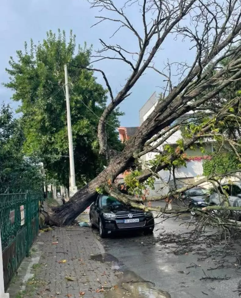 Zeci de arbori, doborâți de vântul puternic. Foto Facebook Meteoplus