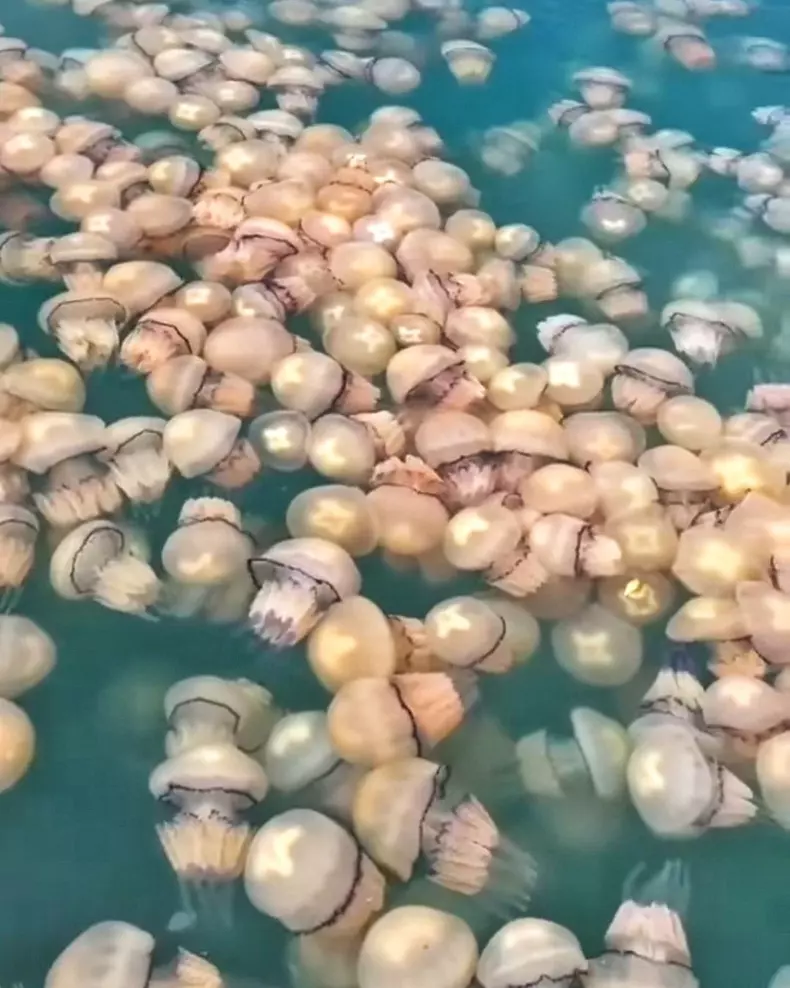 meduze2-facebook-eforieonline