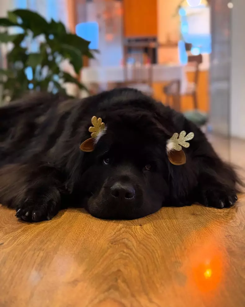 irina fodor catel luna