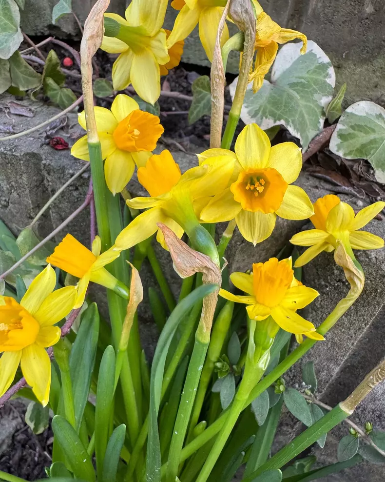 andreea marin gradina primavara 2