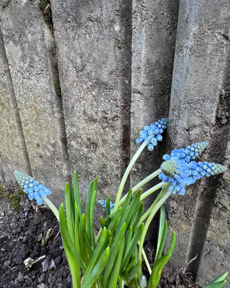 andreea marin gradina primavara 3