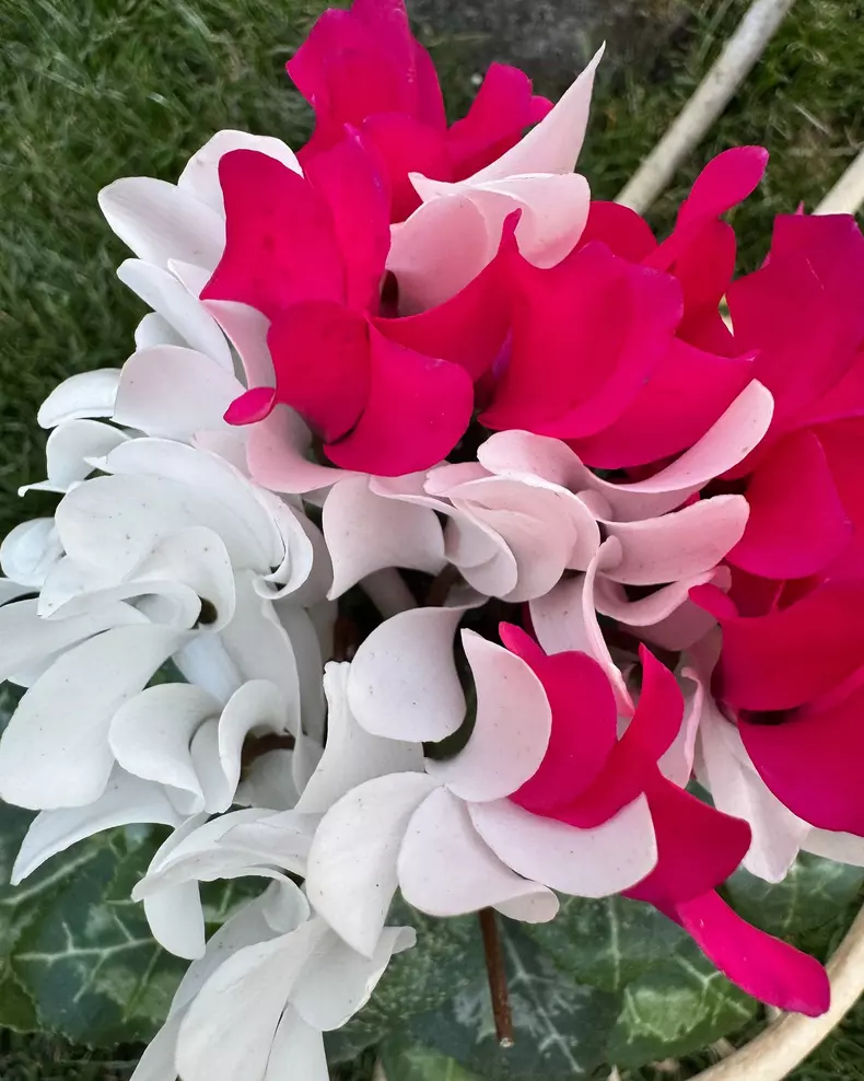 andreea marin gradina primavara 4