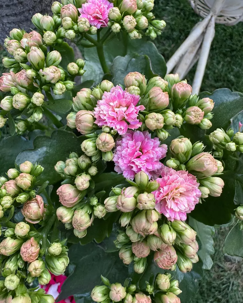 andreea marin gradina primavara 5