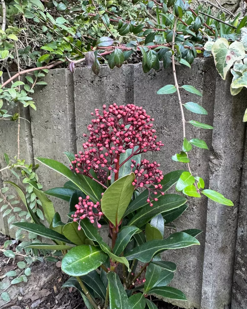 andreea marin gradina primavara 6