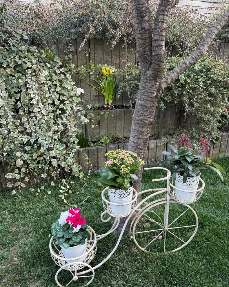 andreea marin gradina primavara1