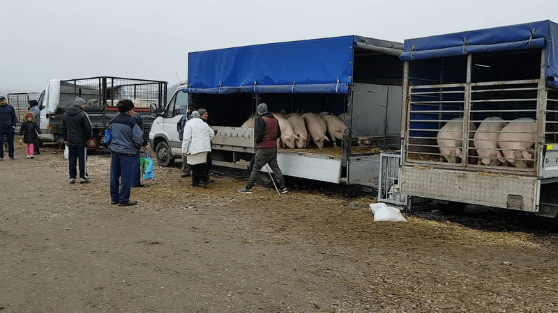 Cel Mai Vechi Targ De Animale S A Inchis Libertatea