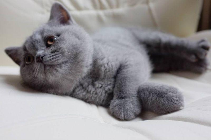 Cea Mai Expresivă Pisică De Pe Facebook Este Vedetă Pe Internet